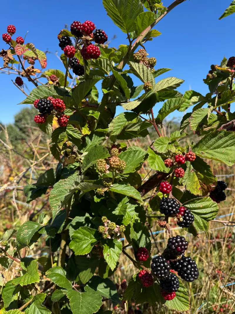 Blackberry clusters against a clear Tasmanian sky