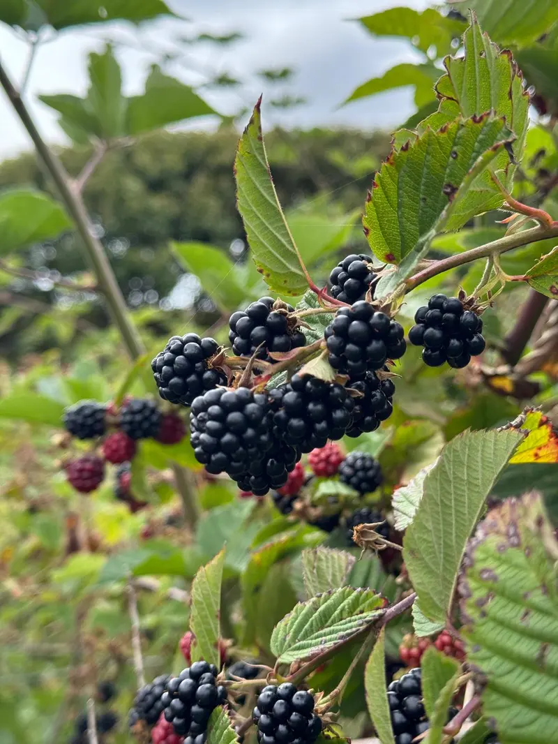 Close-up of ripe blackberries with green leaves