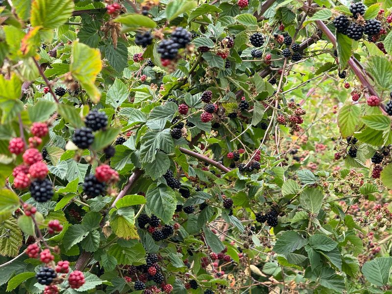 Dense canopy of Chester Thornless blackberry canes