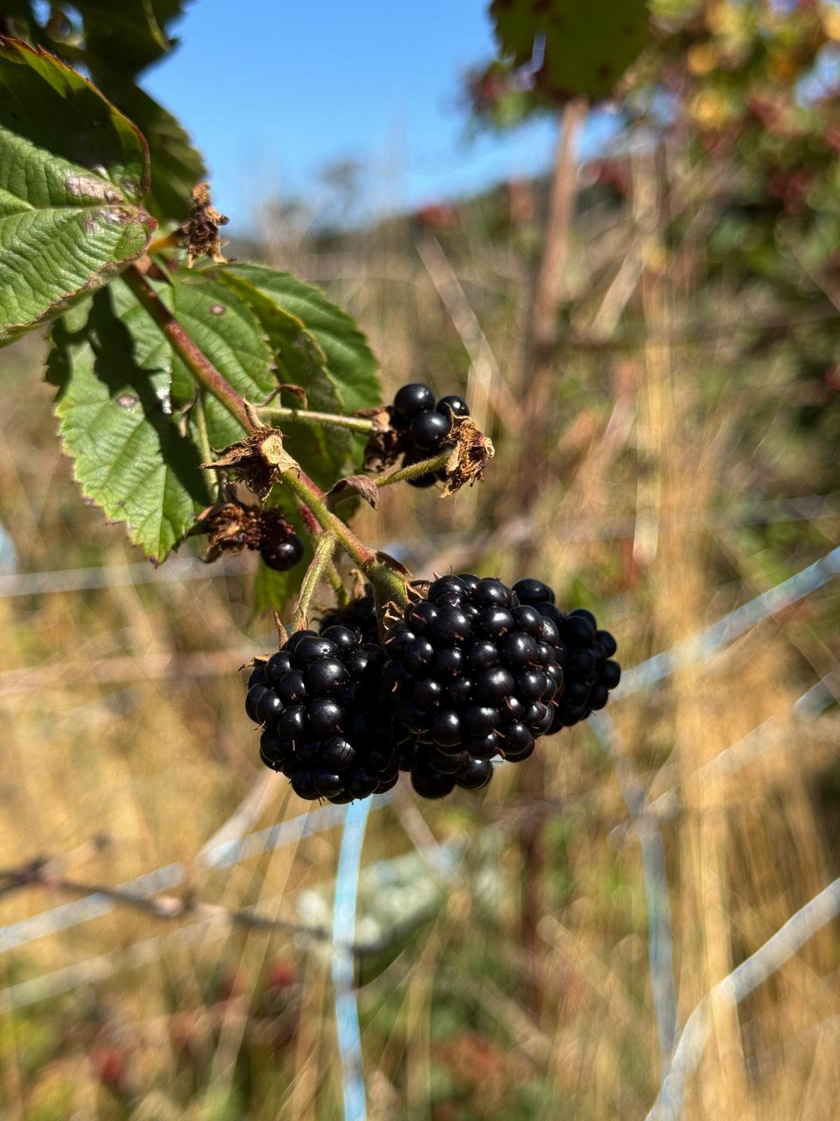 Ripe Chester Thornless blackberries hanging on the vine