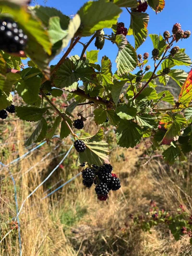Sunlit Chester Thornless blackberry field