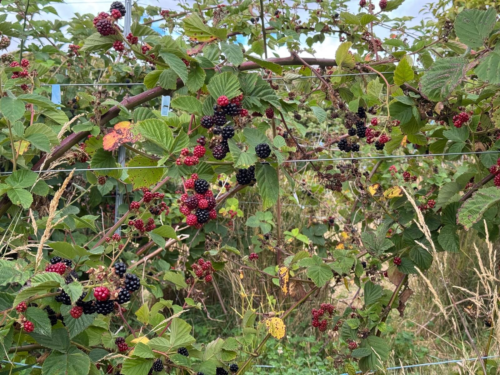 Chester Thornless blackberry trellis rows at Cygnet's Swan Ridge