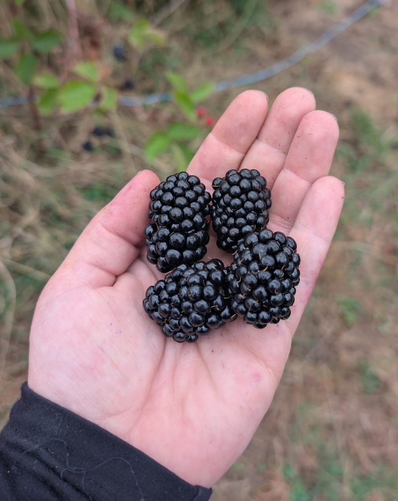 Freshly picked Chester Thornless blackberries held in a hand