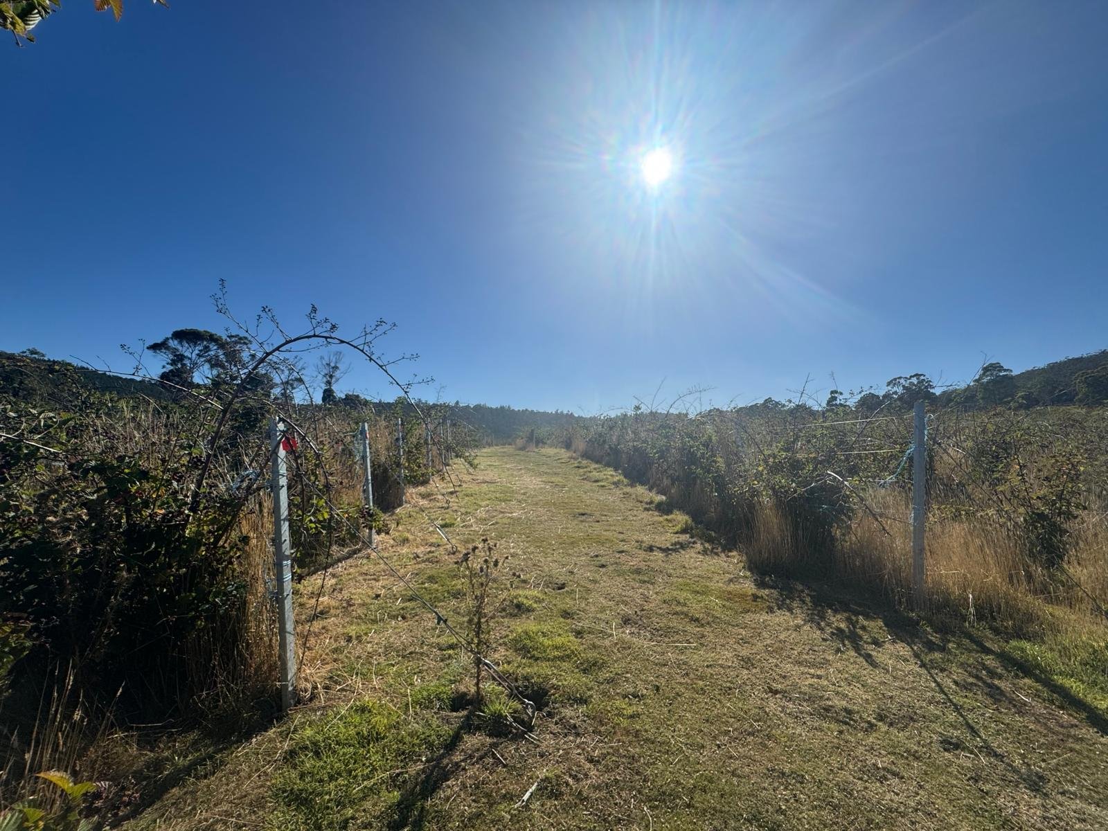 Rows of blackberry canes at Cygnet's Swan Ridge farm in Gardners Bay, Tasmania