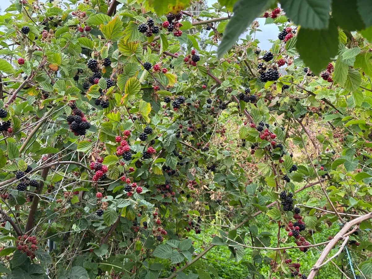 Abundant Chester Thornless blackberries ripening on the vine