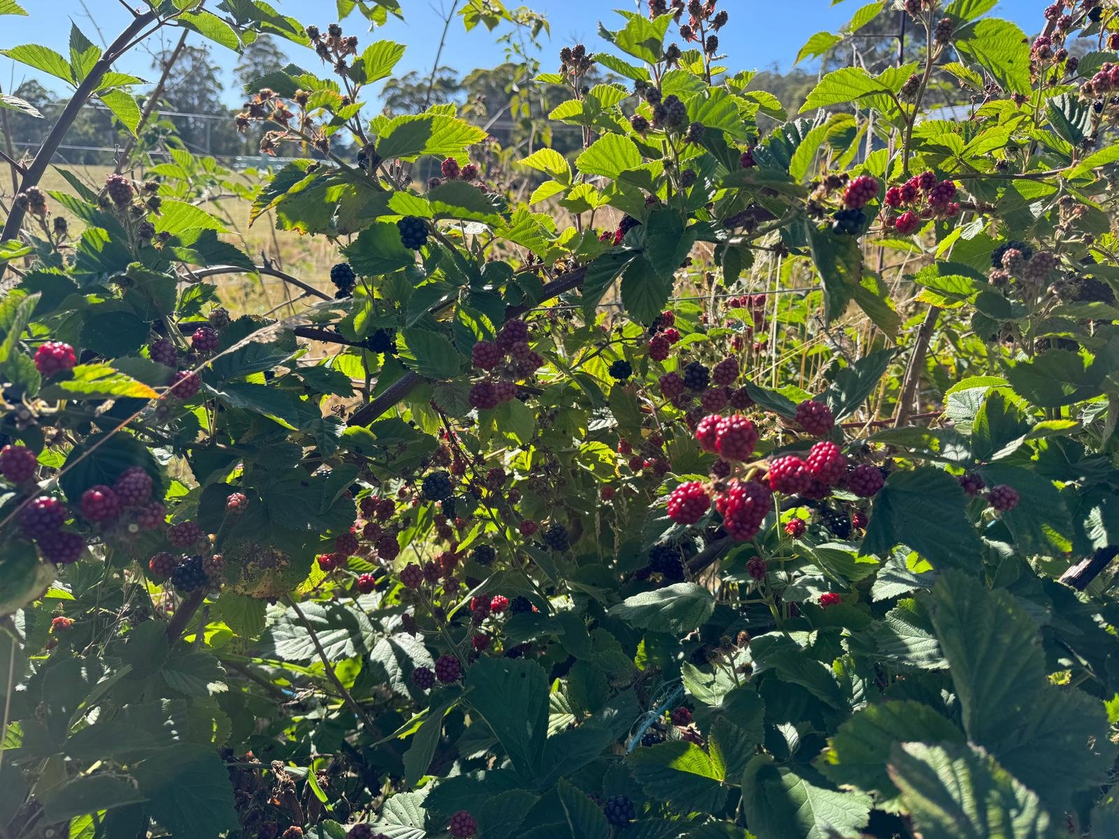 Chester Thornless blackberries across the farm landscape at Swan Ridge
