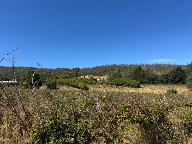 Landscape view across blackberry rows at Swan Ridge